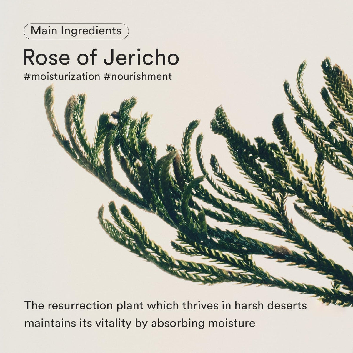 Abib Jericho Rose Bifida Serum Firming Drop 50mL English product information