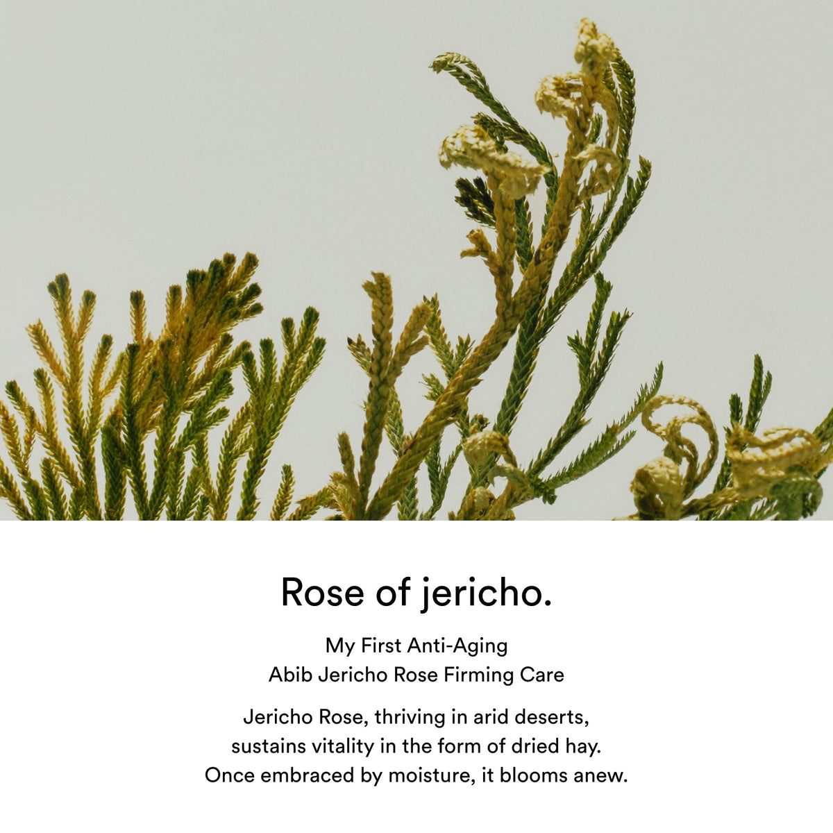 Abib Jericho Rose PHA Toner English product information