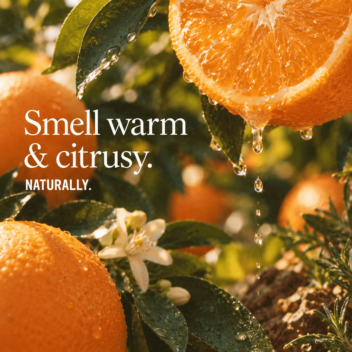 Sunset Citrus scent infographic