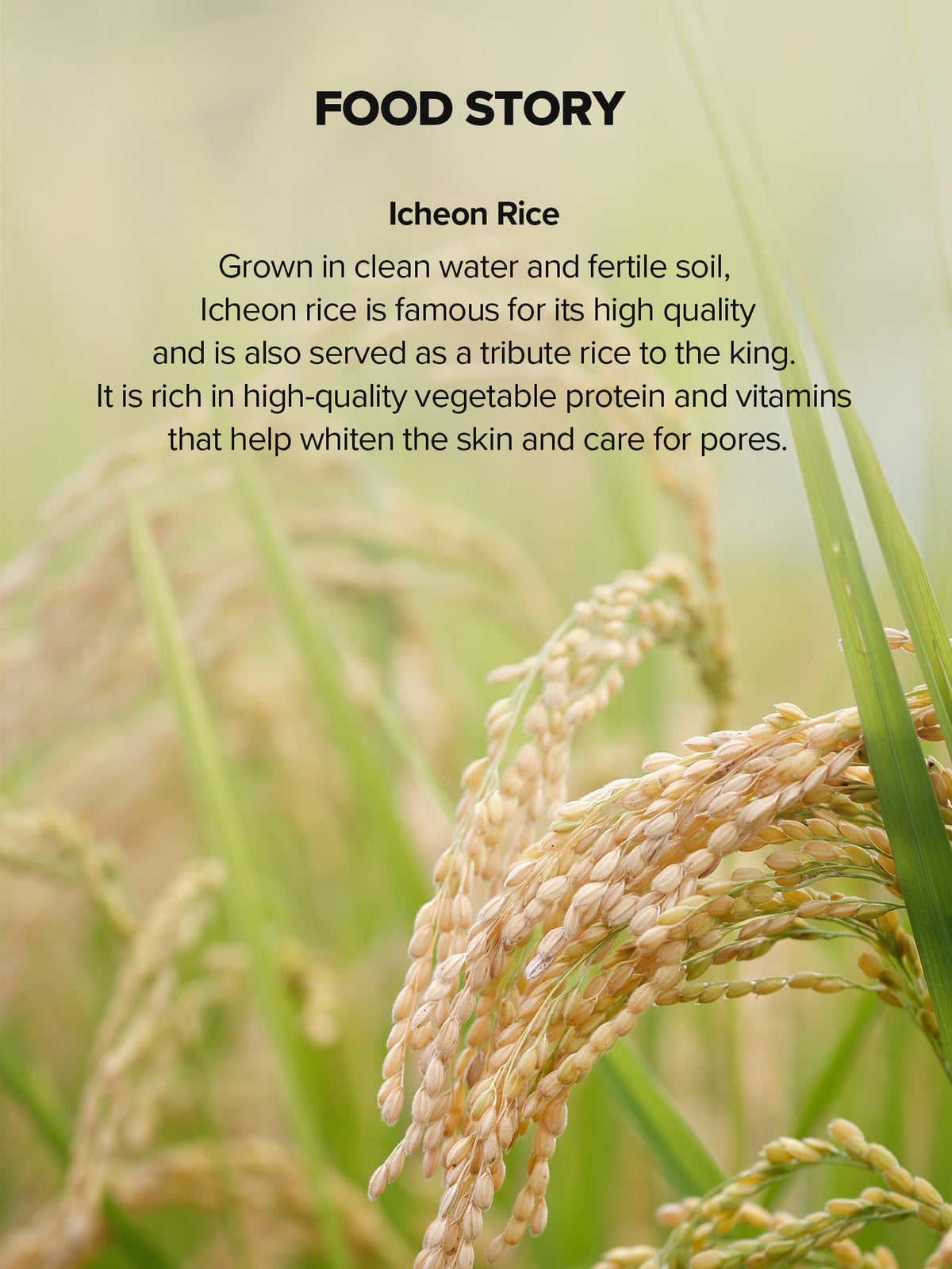 Rice Brightening Serum Icheon rice story