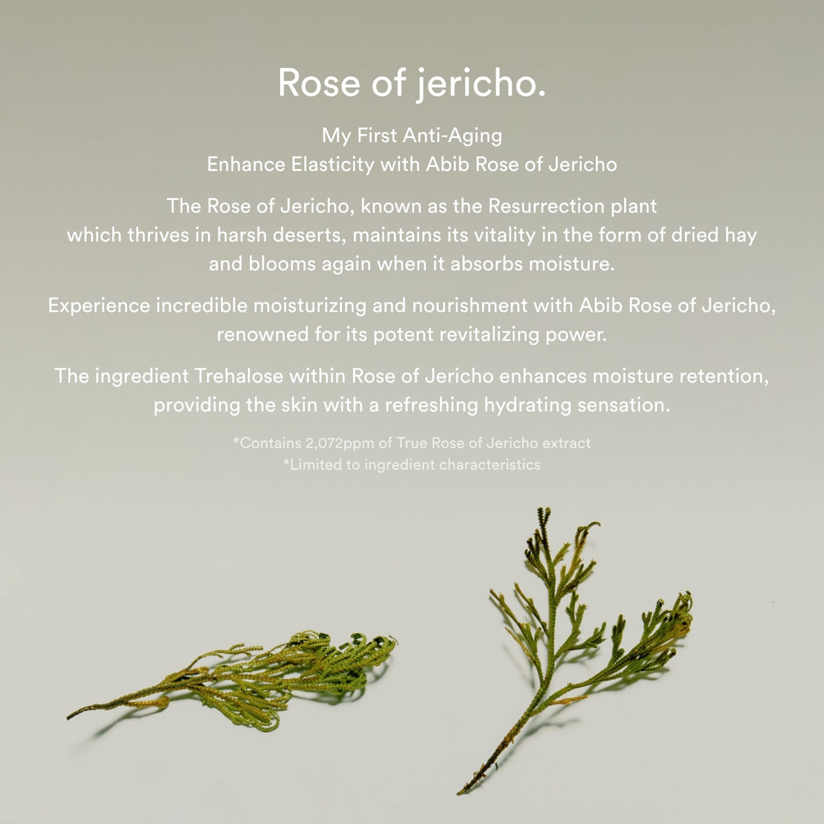 Abib Jericho Rose Bifida Serum Firming Drop 50mL English product information