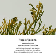 Abib Jericho Rose PHA Toner English product information