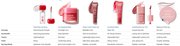 LANEIGE complete six-product lip-care comparison: coverage, benefits, texture, finish and ingredients