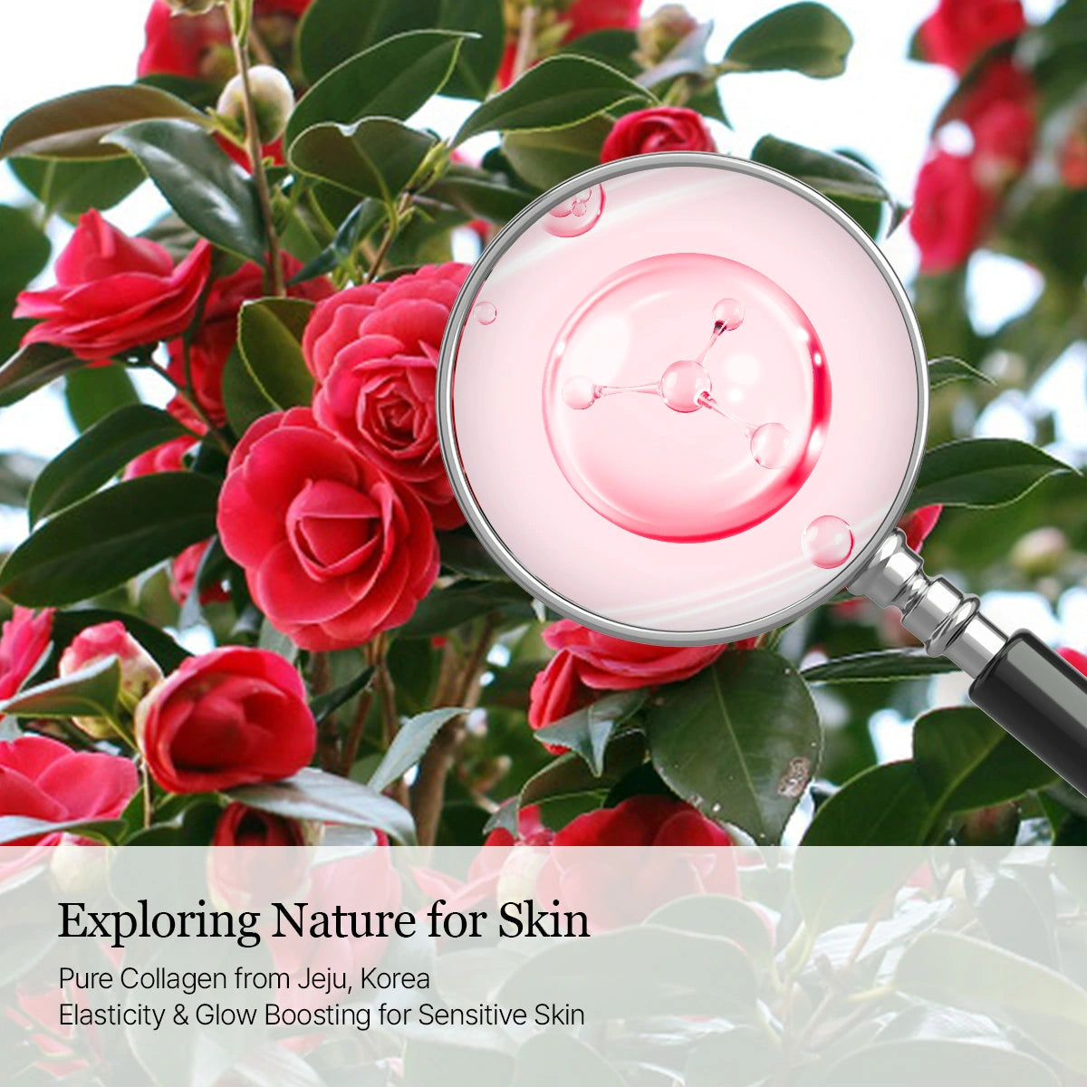 Camellia Deep Collagen Milky PDRN Toner 150ml official product infographic 9